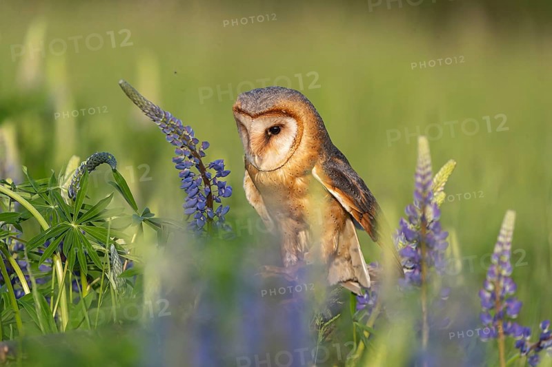 One barn owl (Tyto alba) sitting on a branch lying in a field of flowering lupines in late evening light