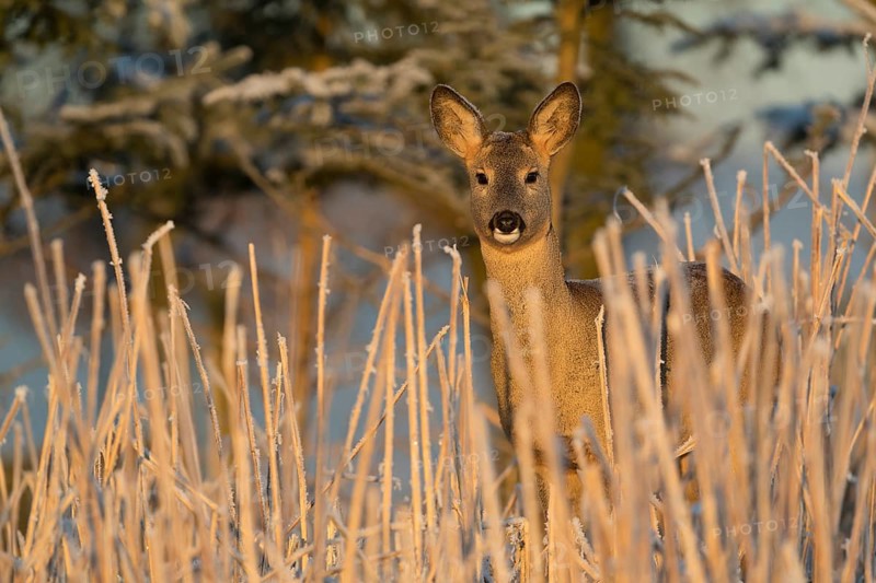 Roe deer standing in hoar frosted dead stinging nettle at minus 15 °C at sunrise. Trees and dead stinging nettle in background