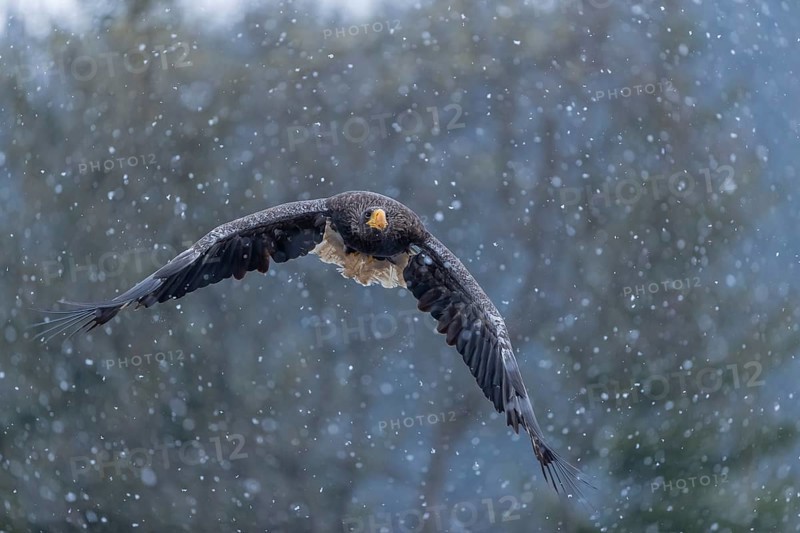 One young Steller's sea eagle (Haliaeetus pelagicus) flying over a lake while snow is falling. A forest in the background. Controlled condition