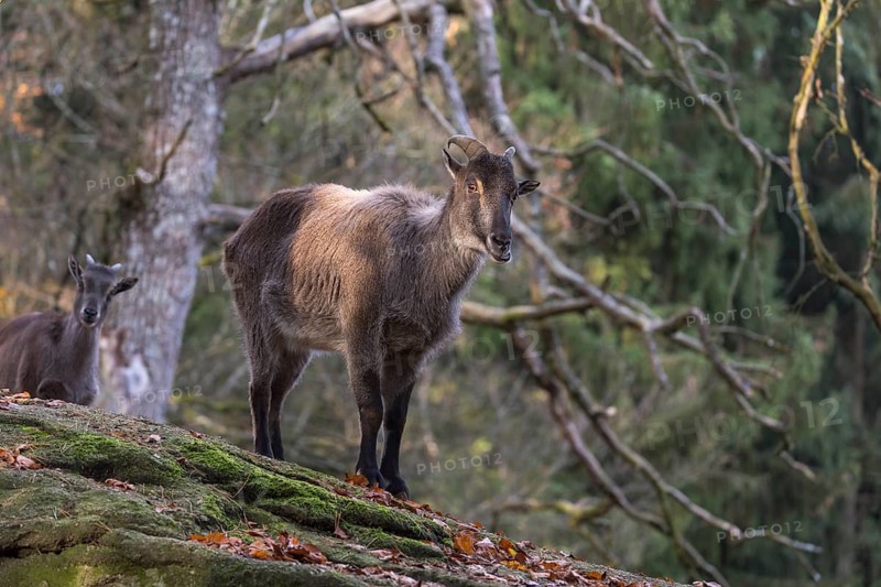 One female Himalayan Tahr (Hemitragus jemlahicus) standing on rocks in a forest. Green forest in the background