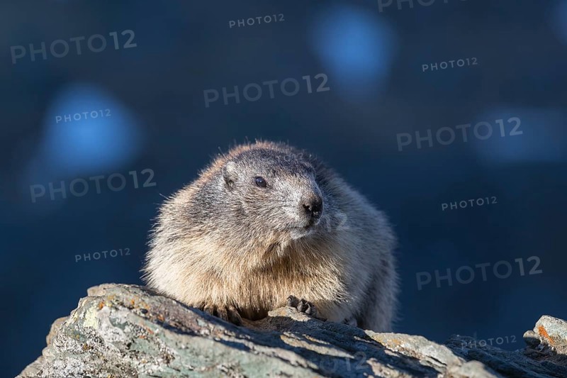 One Alpine Marmot, Marmota marmota, resting on a rock with blue shadow mountains in the distant background. Grossglockner high alpine road, Hohe Tauern National Park