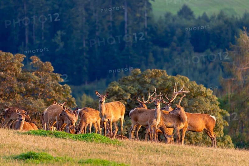 A herd of Altai maral, Altai wapiti or Altai elk (Cervus canadensis sibiricus) stand on a meadow in the last light of the day