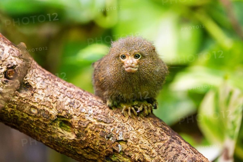 Eastern pygmy marmoset (Cebuella niveiventris) climbing on a tree in a forest, captive, Germany, Europe