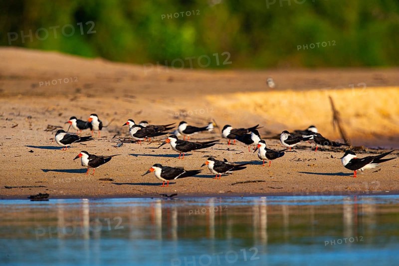 Black-mantled cranesbill (Rynchops nigra) Pantanal Brazil