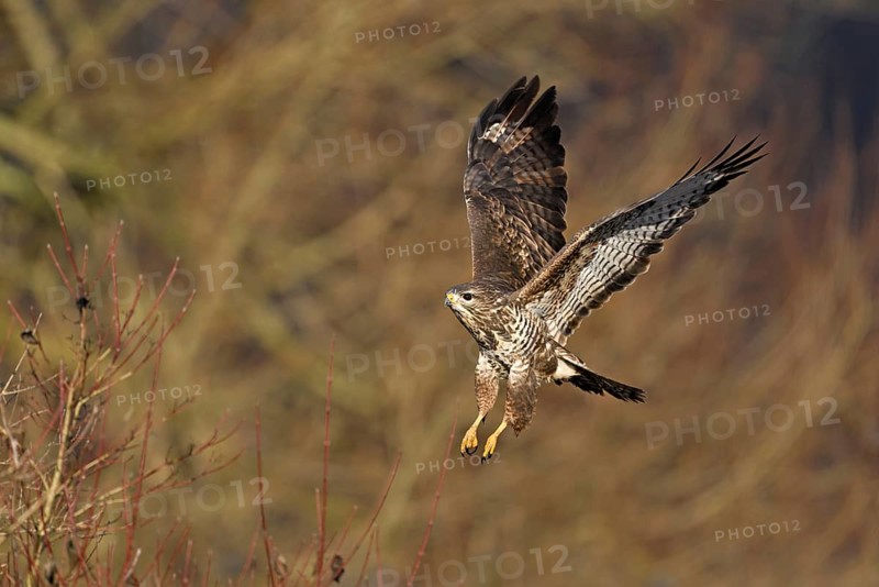 Common buzzard (Buteo buteo), in flight, Switzerland, Europe
