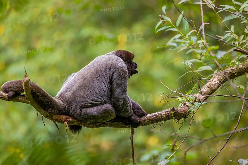 A common woolly monkey, brown woolly monkey, or Humboldt's woolly monkey (3) (Lagothrix lagothricha) sits in a tree