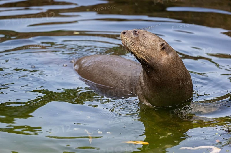 Portrait of a female giant otter or giant river otter (Pteronura brasiliensis)