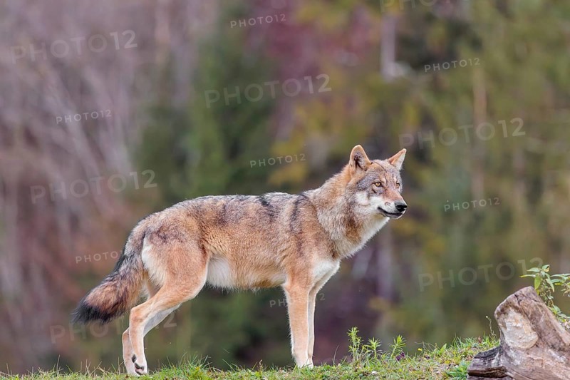 A female eurasian grey wolf (Canis lupus lupus) stands on green meadow on top of a hill