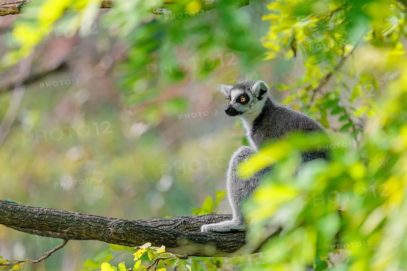 A ring-tailed lemur (Lemur catta) sits high up in a tree on a branch between fresh green leaves