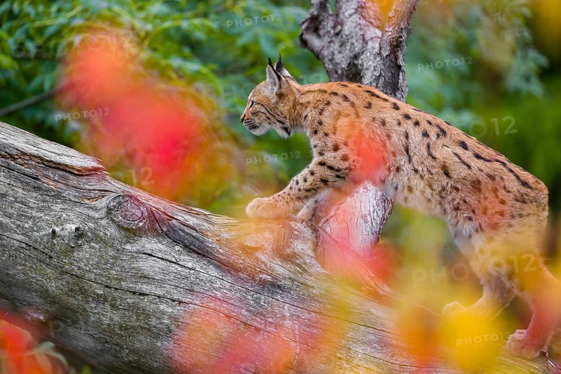 One Eurasian lynx (Lynx lynx) walks on a sloping dead tree, hidden behind autumn leaves