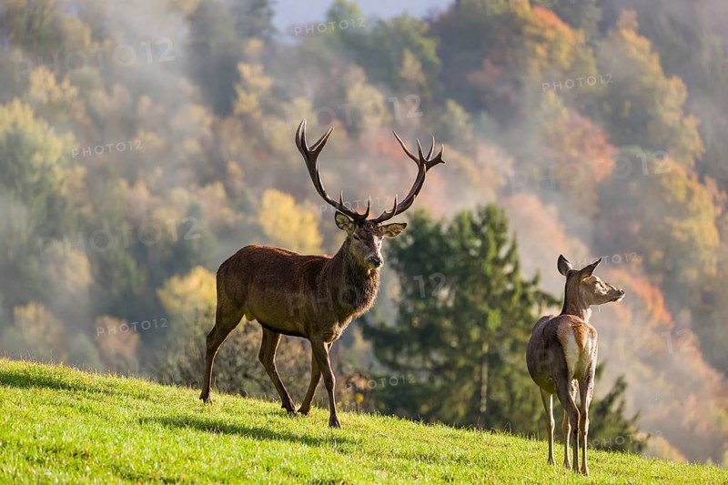 A red deer stag (Cervus elaphus) runs across a meadow. A forest with autumn leaves can be seen in the background. Wisps of mist drift over the forest. A hind is standing in his way