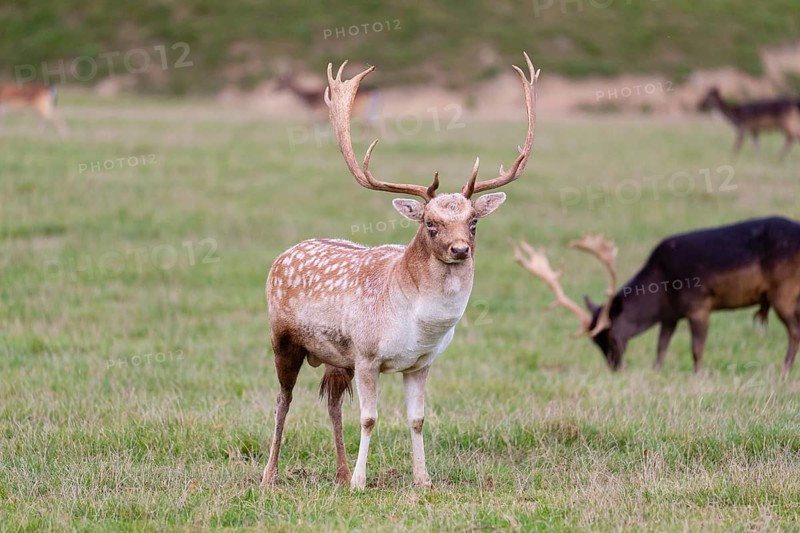 Two male fallow deer (Dama dama) stand on a meadow