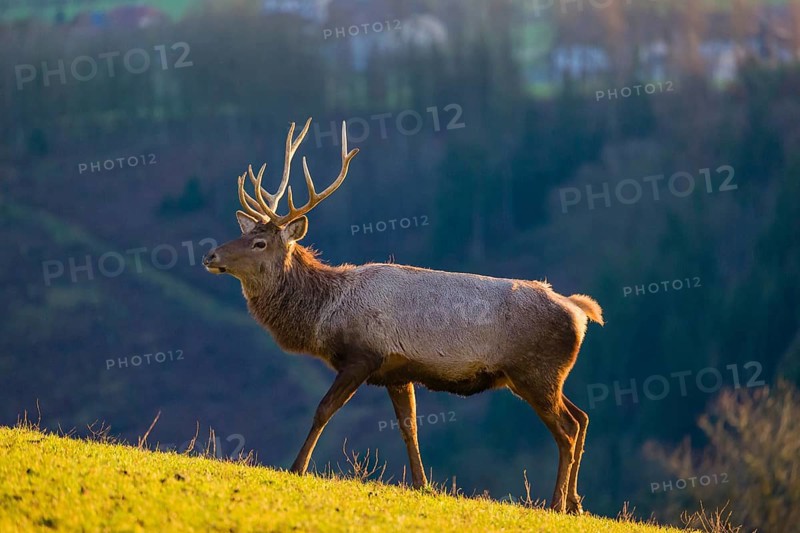 An Altai maral stag and two hind Altai wapiti or Altai elk (Cervus canadensis sibiricus) stand in a meadow in the late light of the day
