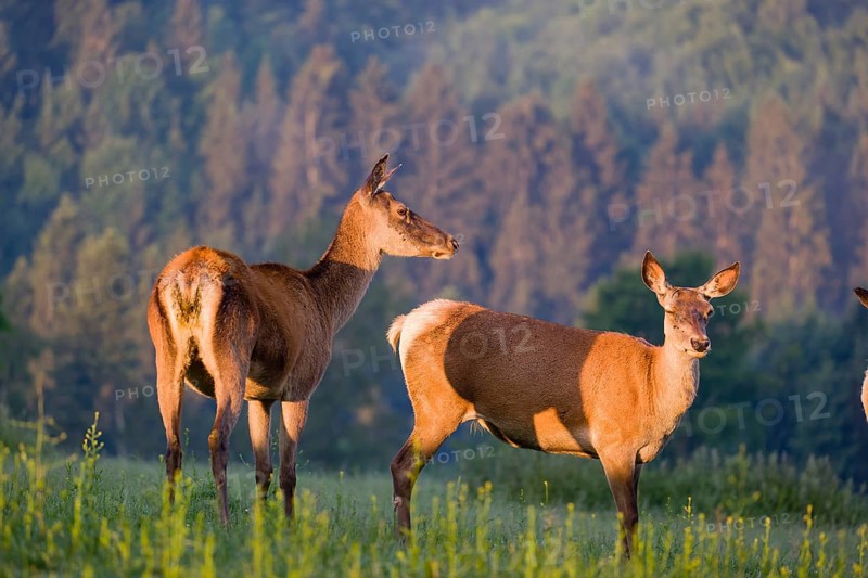 Two Altai maral hinds, Altai wapiti or Altai elk (Cervus canadensis sibiricus) stand in a meadow in the very first light of the day