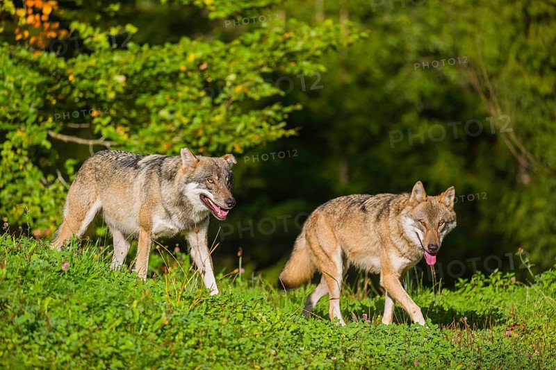 Two eurasian gray wolves (Canis lupus lupus) run across a meadow on a hill. Early morning light