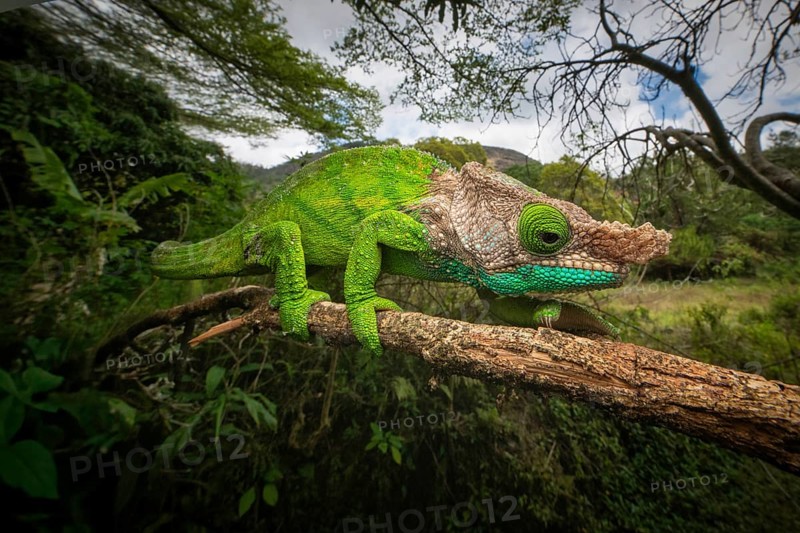 Female chameleon (Calumma linotum) in the rainforests of Amper Mountain National Park in northern Madagascar
