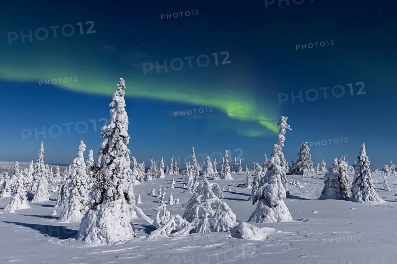 Northern lights, Aurora borealis over snow covered spruce trees on the taiga in winter at night, Riisitunturi National Park, Posio, Lapland, Finland, Europe