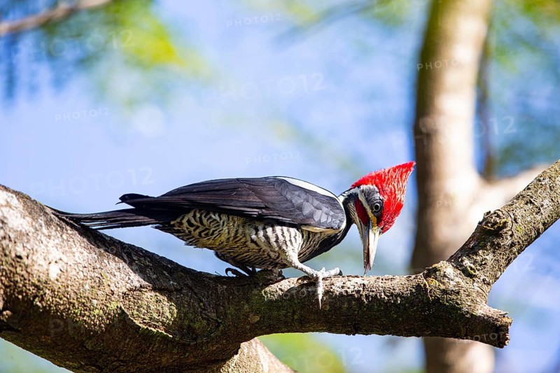 Lineated woodpecker (Dryocopus lineatus) Pantanal Brazil