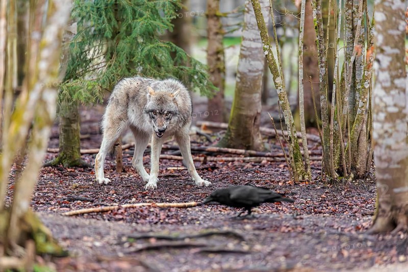 A grey wolf (Canis lupus lupus) standing in a forest on a cloudy day, watching a common raven (Corvus corral) that looks for food oh the forest floor