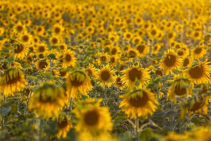 Flowering sunflower field (Helianthus annuus) in the evening light, Großenhain, Saxony, Germany, Europe