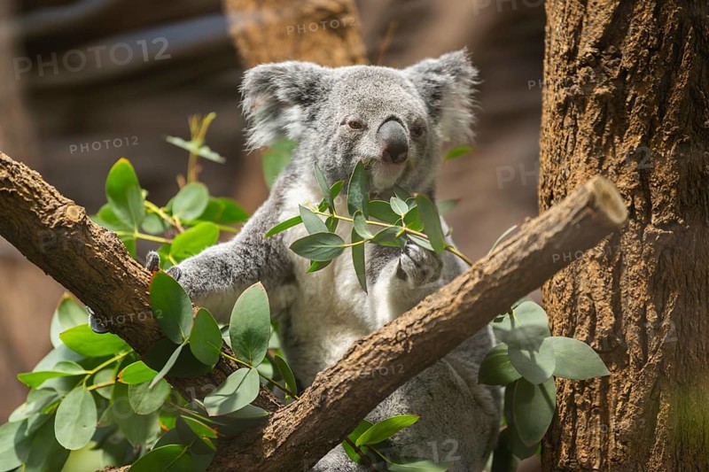 Koala (Phascolarctos cinereus) sitting on a tree, captive, distribution South Australia, Australia, Oceania