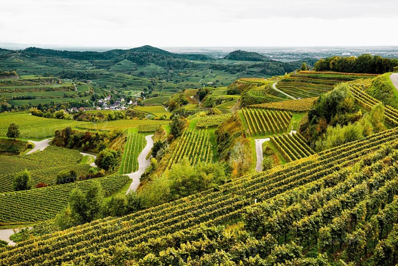 Hilly landscape and vineyards in autumn, near Oberbergen, Kaiserstuhl, Baden-Württemberg, Germany, Europe