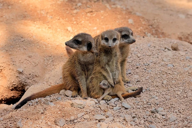 Tiger nut (Suricata suricatta), adult, group, three adults, juvenile, newborn, baby, social behaviour