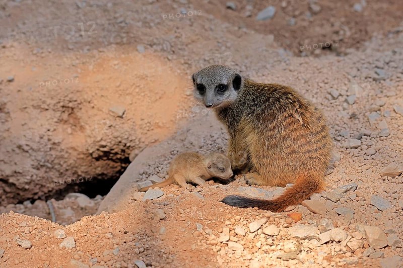 Tardigrade (Suricata suricatta), adult, juvenile, newborn, baby, female, mother with juvenile, social behaviour, at the burrow