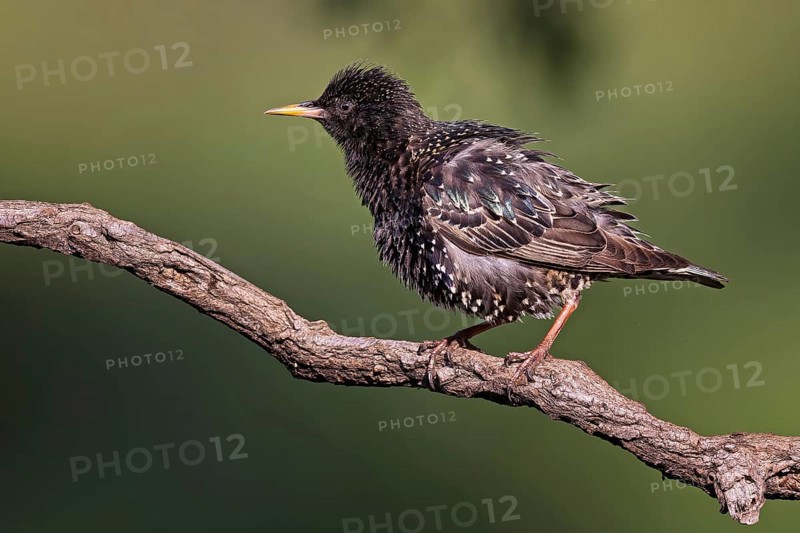 Starling (Sturnus vulgaris) Common starling, on branch during plumage care, breeding bird, breeding plumage, Middle Elbe Biosphere Reserve, Saxony-Anhalt, Germany, Europe