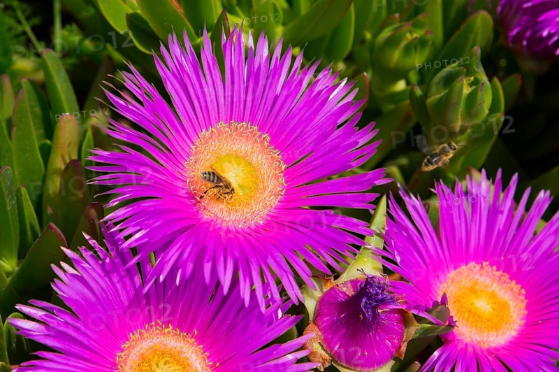 Purple flowers with yellow centres in full bloom, surrounded by green leaves and two bees, midday flowering plant, Croatia, Europe