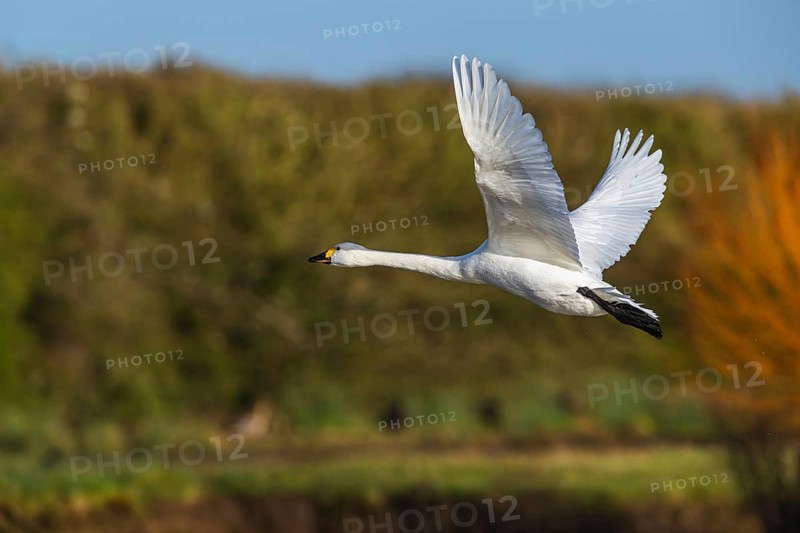 Tundra Swan, Bewick's Swan, Cygnus columbianus in flight at winter in Slimbridge, England, United Kingdom, Europe