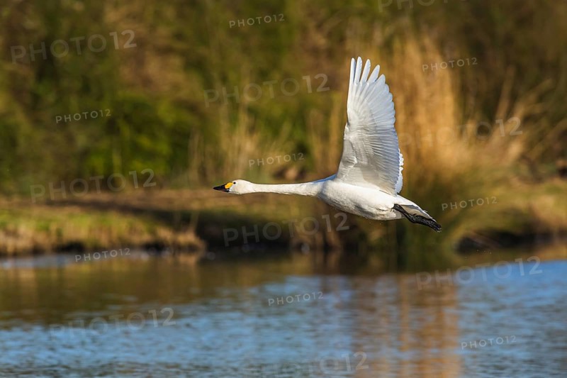 Tundra Swan, Bewick's Swan, Cygnus columbianus in flight at winter in Slimbridge, England, United Kingdom, Europe