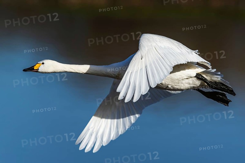 Tundra Swan, Bewick's Swan, Cygnus columbianus in flight at winter in Slimbridge, England, United Kingdom, Europe