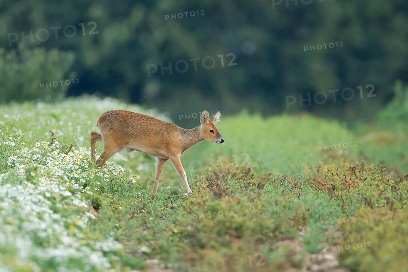 Chinese water deer (Hydropotes inermis) adult animal walking across a farmland field, England, United Kingdom, Europe