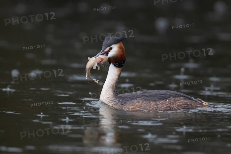 Great crested grebe (Podiceps cristatus) adult bird on a lake with a Bullhead fish in its beak, England, United Kingdom, Europe