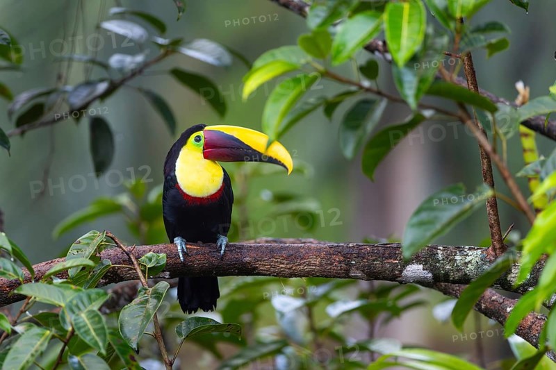 Golden-throated Toucan (Ramphastos ambiguus), Toucans (Ramphastidae), Laguna del Lagarto Lodge, Alajuela, Costa Rica, Central America