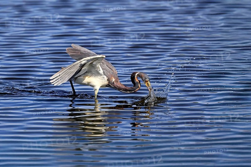 Tricoloured Heron (Egretta tricolor), adult, in the water, foraging, hunting, Merritt Island, Black Point Wildlife Drive, Florida, USA, North America