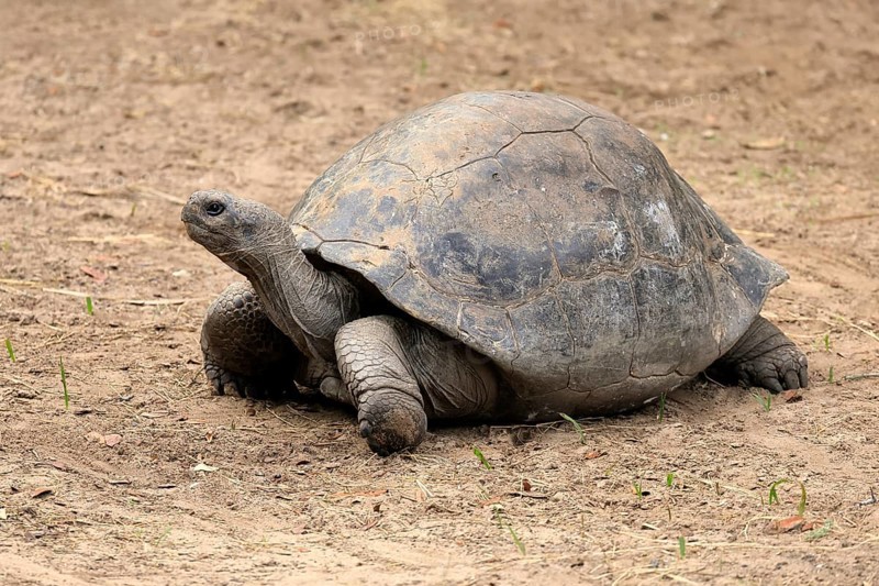 Galapagos giant tortoise (Chelonoidis niger), adult, foraging, captive, Galapagos Islands, Ecuador, South America