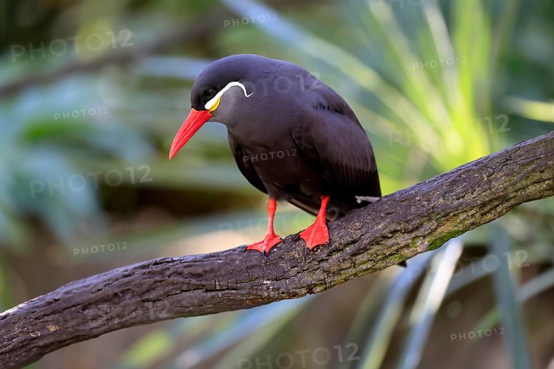 Inca Tern (Larosterna inca), adult, on tree, on wait, South America