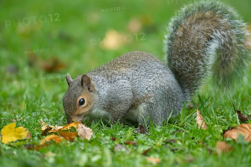 Grey squirrel (Sciurus carolinensis) adult animal searching for food on a garden grass lawn in the autumn, England, United Kingdom, Europe