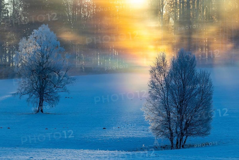 Birches (Betula), birch family (Betulaceae), sunlit veil of mist in spectral colours, winter, Irndorfer Hardt, Upper Danube nature park Park, Baden-Württemberg, Germany, Europe