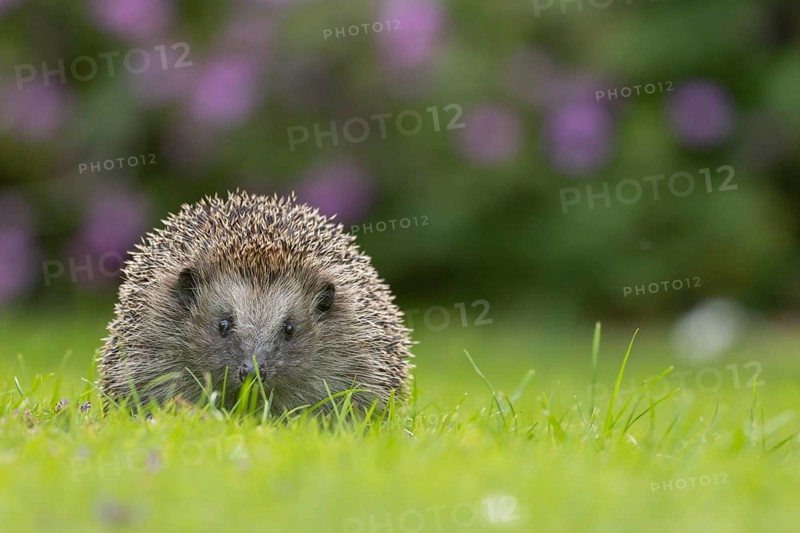 European hedgehog (Erinaceus europaeus) adult animal on a garden grass lawn in summer, England, United Kingdom, Europe