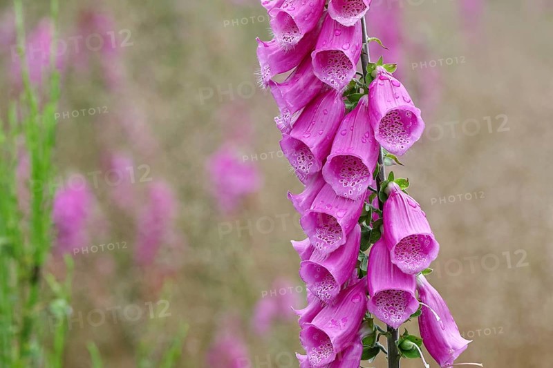 Common foxglove (Digitalis purpurea), flowers, from the plantain family, highly toxic, deadly poisonous plant, Wilnsdorf, North Rhine-Westphalia, Germany, Europe
