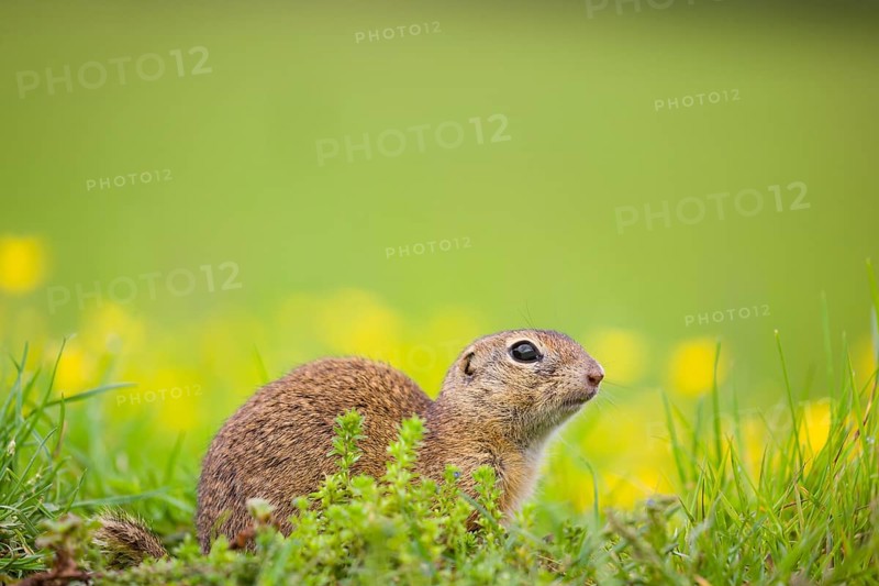 An adult European ground squirrel (Spermophilus citellus) or European souslik sits in green gras next to a flowering Ranunculus