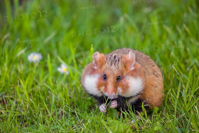 A European hamster (Cricetus cricetus), Eurasian hamster, black-bellied hamster or common hamster, collects herbs, grass and daisies on a meadow