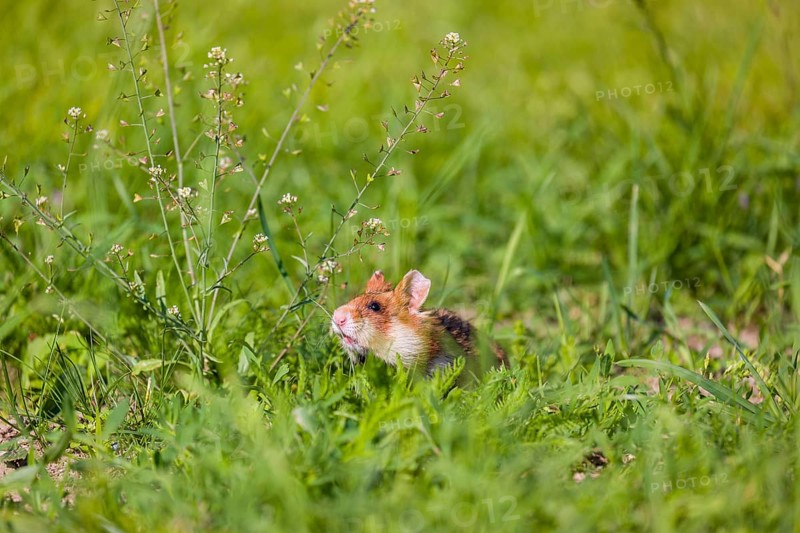 A European hamster (Cricetus cricetus), Eurasian hamster, black-bellied hamster or common hamster, collects herbs, grass and daisies on a meadow