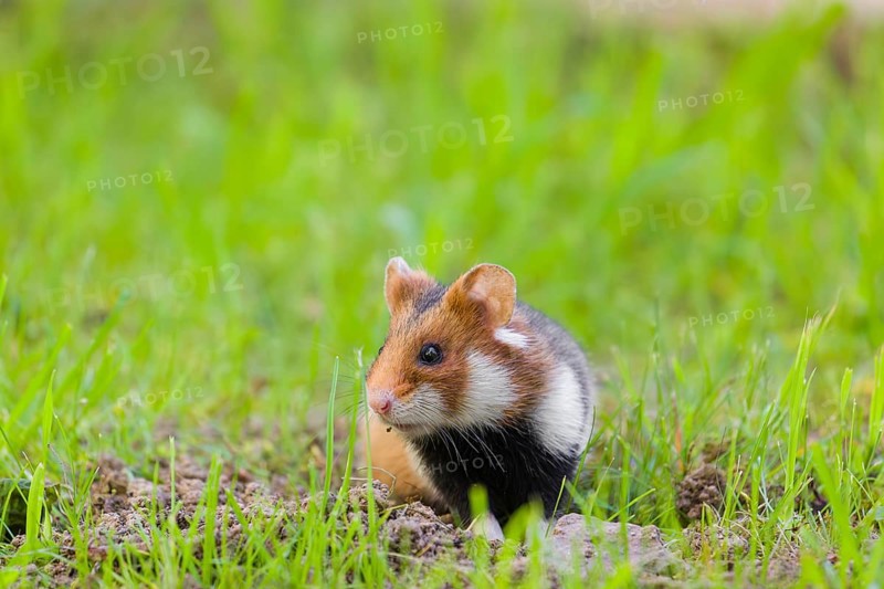 A European hamster (Cricetus cricetus), Eurasian hamster, black-bellied hamster or common hamster, leaves his den