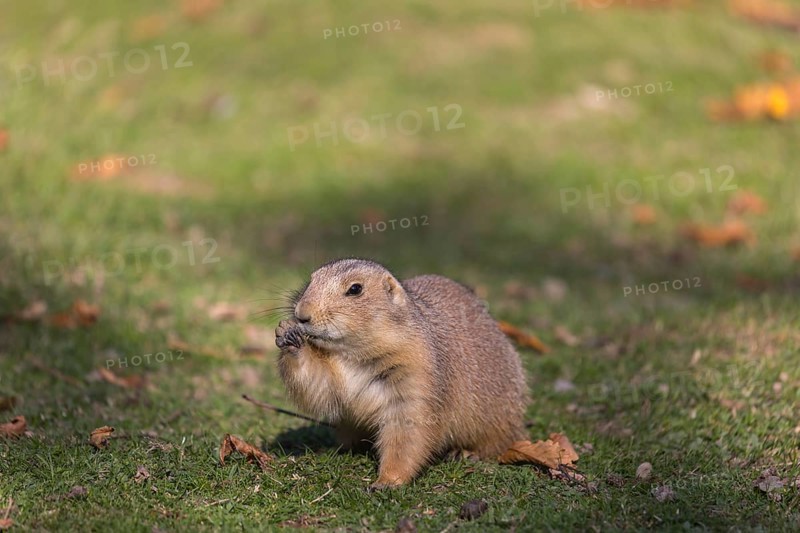 One black-tailed prairie dog sitting on short grass, searching for food on a bright sunny day