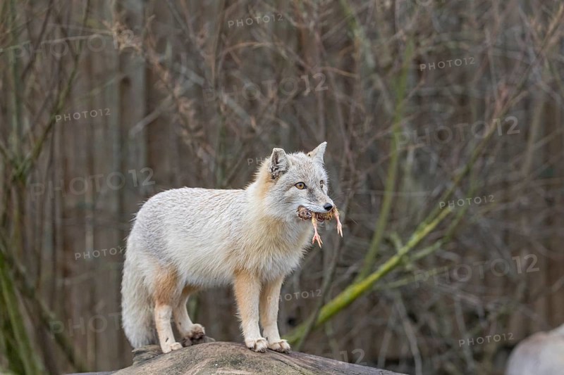 One corsac fox (Vulpes corsac) standing on a log with a chicken in his mouth