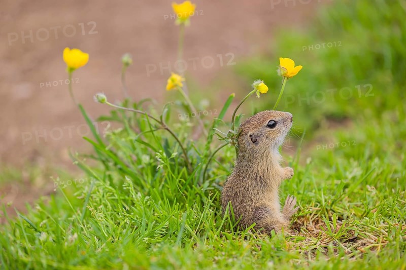 A young European ground squirrel (Spermophilus citellus) or European souslik sits in green gras next to a flowering Ranunculus